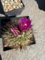 Preview: Gymnocactus booleanus